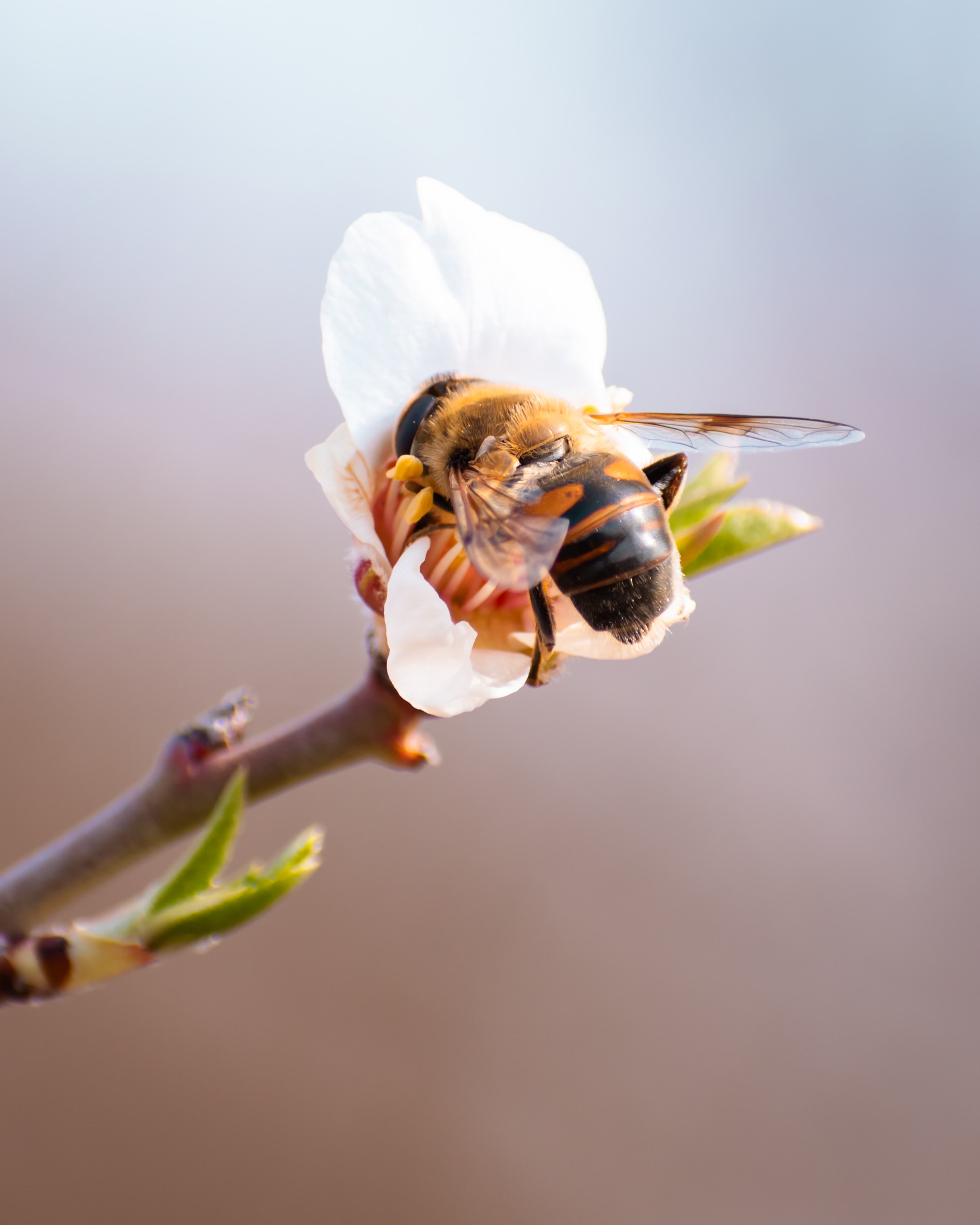 Beekeeping